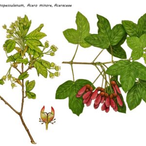 ACER MONSPESSULANUM, ACERO MINORE, ACERACEAE - 0154