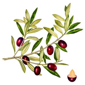 OLEA EUROPAEA, OLIVO, ULIVO, OLEACEAE - 0155