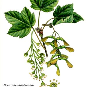 ACER PSEUDOPLATANUS, ACERO DI MONTE, ACERACEAE - 0157
