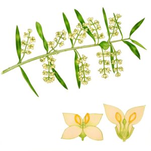 OLIVO, OLEA EUROPAEA, OLEACEAE - 0156