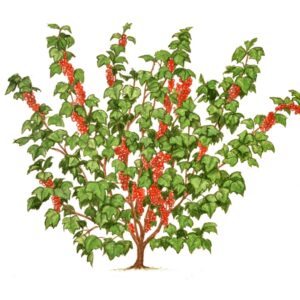 RIBES,  GROSSULARIACEAE - 0158