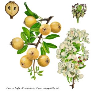 PERO A FOGLIE DI MANDORLO, PYRUS AMYGDALIFORMIS, ROSACEAE - 0159