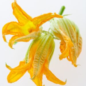 FIORI DI ZUCCHINA - 5646
