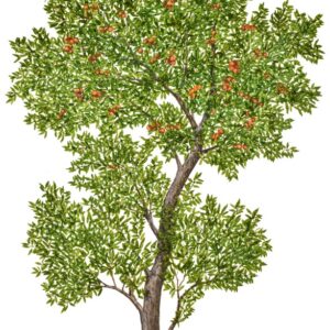 PUNICA GRANATUM, MELOGRANO, PUNICACEAE - 0163