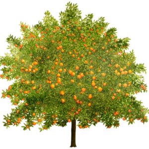 ARANCIO,  RUTACEAE