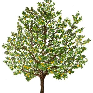 DIOSPYROS KAKI, CACHI, EBENACEE - 0169