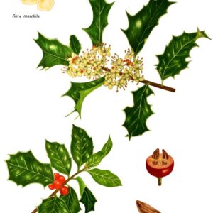 AGRIFOGLIO, ILEX AQUIFOLIUM, AQUIFOLIACEAE