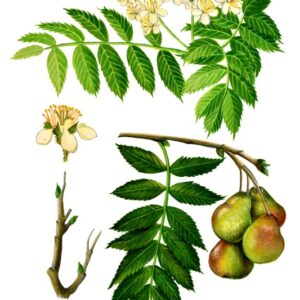 SORBUS DOMESTICA, SORBO DOMESTICO, ROSACEAE - 0173