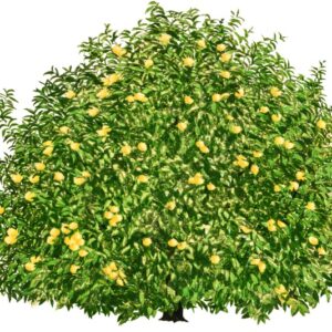 POMPELMO ALLEVATO A CHIOMA PIENA, CITRUS PARADISI, RUTACEAE - 0172