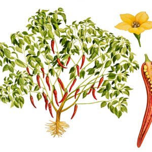 PIANTA PEPERONCINO - 0174