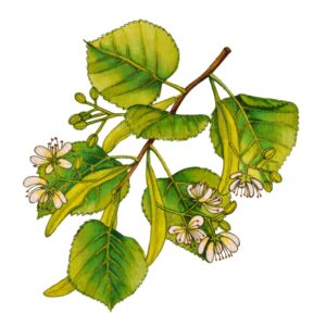 TIGLIO - TILIA PLATYPHYLLOS - TILIACEAE - 0178