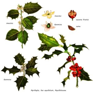 AGRIFOGLIO, ILEX AQUIFOLIUM, AQUIFOLIACEAE