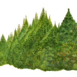 PINO MUGO, PINUS MUGO, PINO UNCINATO, PINACEAE - 0183