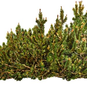 PINO MUGO, PINUS MUGO, PINO UNCINATO, PINACEAE - 0184