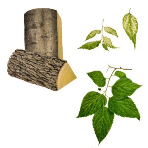 BAGOLARO, CELTIS AUSTRALIS, ULMACEAE - 0185