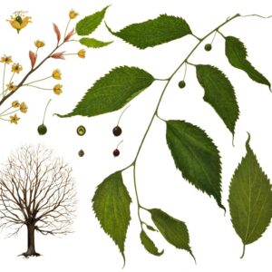 BAGOLARO, CELTIS AUSTRALIS, ULMACEAE - 0187