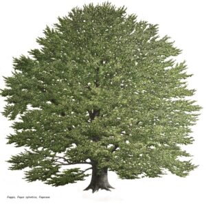 FAGGIO, FAGUS SYLVATICA, FAGACEAE - 0188