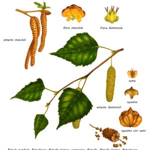 BETULA PENDULA, BIANCA, VERRUCOSA, BETULLACAE - 0193