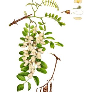 ROBINIA, ROBINIA PSEUDOACACIA, FABACEAE - 0195