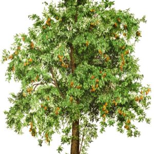 PERO, PYRUS, ROSACEAE - 0196