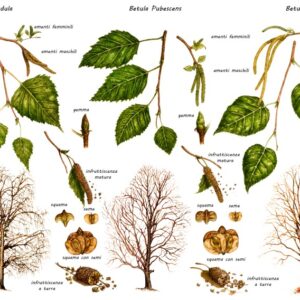 BETULLA - BETULA PUBESCENS - BETULA PENDULA - BETULA PAPXRIFERA - BETULLACAE - 0197