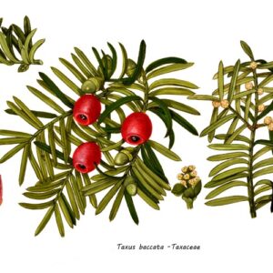 TAXUS BACEATA - 0198