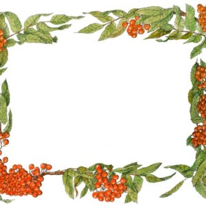 CORNICE RIBES - 0202