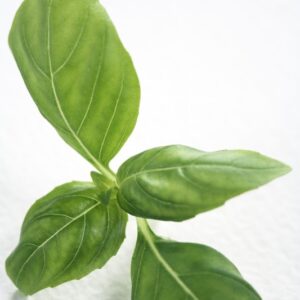 BASILICO