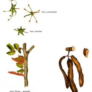 CARRUBO, CERATONIA, FABACEAE - 0205