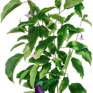 MELANZANA, SOLANUM MELONGENA, SOLANACEAE - 0347