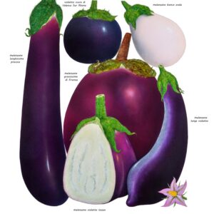 VARIETÀ DI MELANZANE - 0360
