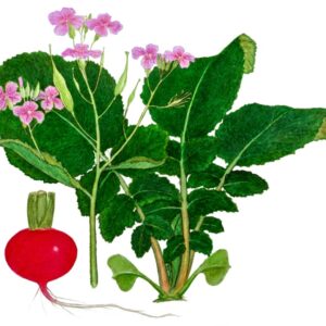 RAPANELLO, RAPHANUS SATIVUS, BRASSICACEAE - 0363