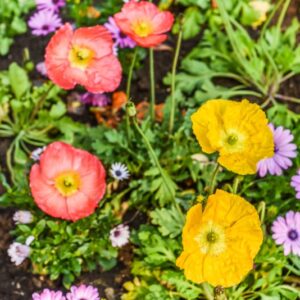 RANUNCOLI, RANUNCOLACEAE - 2505