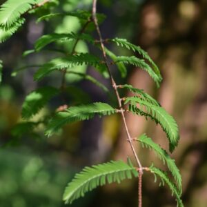 METASEQUOIA, GLYPTOSTROBOIDES - 2509