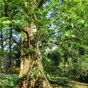 METASEQUOIA, GLYPTOSTROBOIDES - 2510