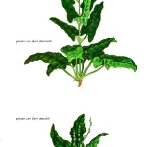 SPINACI, SPINACIA OLEARACEA, AMARANTHACEAE - 0366