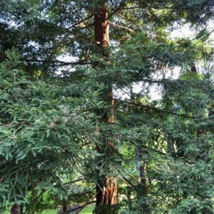 SEQUOIA, SEMPERVIRENS, TAXODIACEAE, CALIFORNIA, USA - 2513