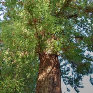 CRYPTOMERIA, JAPONICA, TAXODIACEAE, CINA, GIAPPONE - 2516