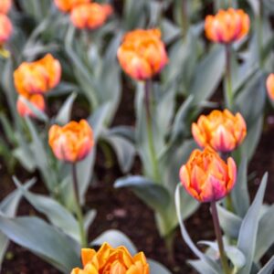 TULIPA, TULIPANO, ORANGE PRINCESS, LILIACEAE - 2523