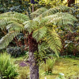 DICKSONIA, ANTARCTICA,DICKSONIACEAE,  AUSTRALIA - 2525
