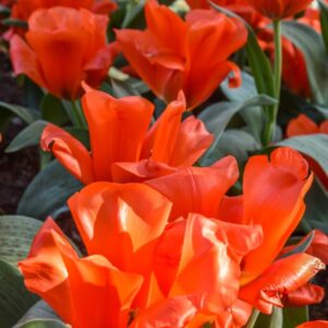 TULIPA, TULIPANO, GIAIANT ORANGE SUNSET, LILIACEAE - 2534