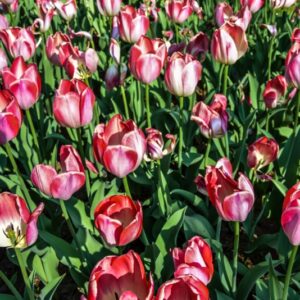 TULIPA, TULIPANO, BIG CHIEF, LILIACEAE - 2539