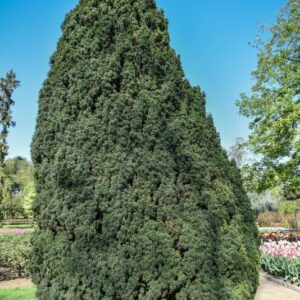 TAXUS, TASSO, BACCATA, VAR FASTIGIATA, TAXACEAE, NORD IRLANDA - 2536