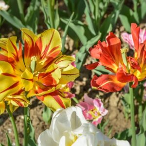 TULIPA, TULIPANO, PRECOCI DOPPI, LILIACEAE - 2541