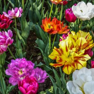 TULIPA, TULIPANO, PRECOCI DOPPI, LILIACEAE - 2543