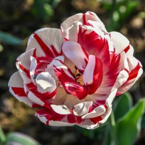 TULIPA, TULIPANO, CARNAVAL DE NICE, LILIACEAE - 2545