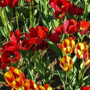 TULIPA, TULIPANO, RED GEORGETTE COLOUR SPECTACLE, LILIACEAE - 2548