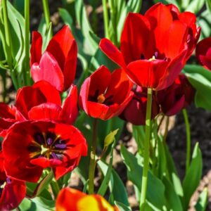 TULIPA, TULIPANO, RED GEORGETTE COLOUR SPECTACLE, LILIACEAE - 2549