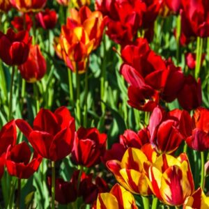 TULIPA, TULIPANO, RED GEORGETTE COLOUR SPECTACLE, LILIACEAE - 2550