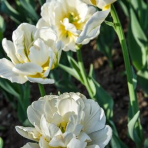 TULIPA, TULIPANO, CASABLANCA, LILIACEAE - 2552